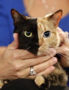 venus_cat_today_show