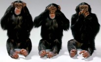 Three-Wise-Monkeys-wild-animals-3311014-1024-768-630x472